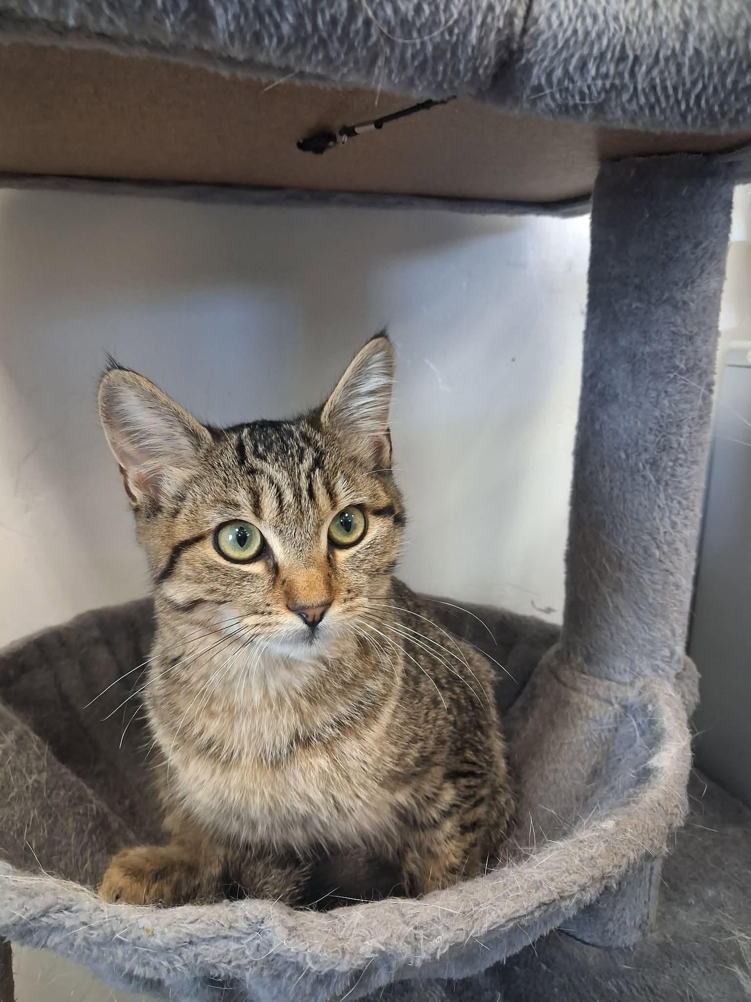 Enlarge Rosemary, a ADOPTABLE Domestic Short Hair in Roosevelt, UT image 5/5