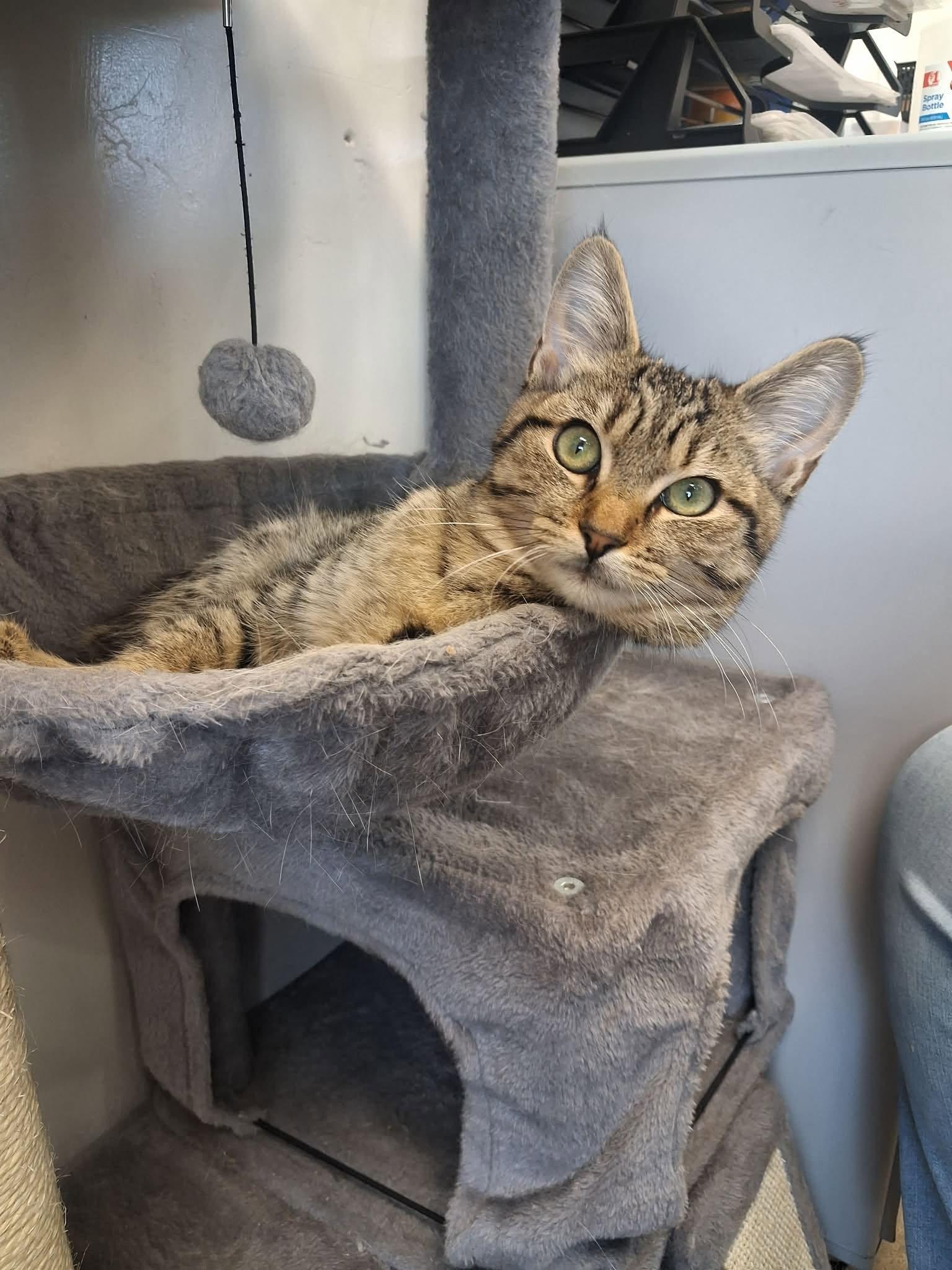 Enlarge Rosemary, a ADOPTABLE Domestic Short Hair in Roosevelt, UT image 3/5