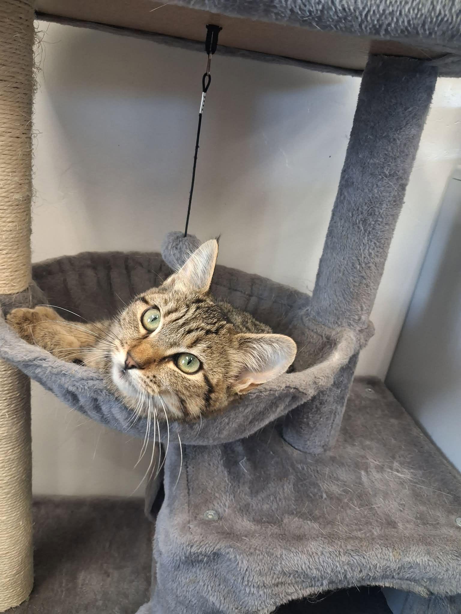 Enlarge Rosemary, a ADOPTABLE Domestic Short Hair in Roosevelt, UT image 4/5
