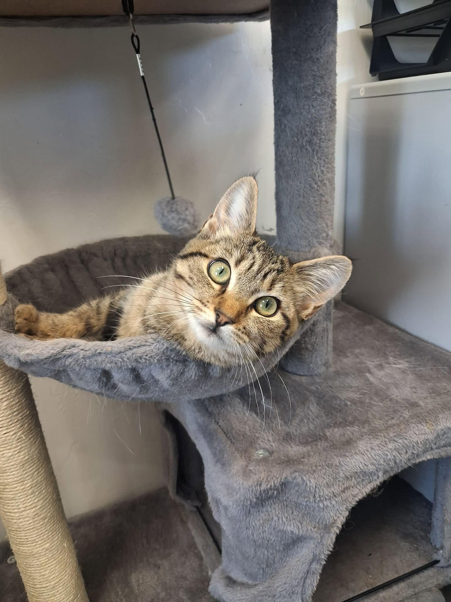 Enlarge Rosemary, a ADOPTABLE Domestic Short Hair in Roosevelt, UT image 2/5