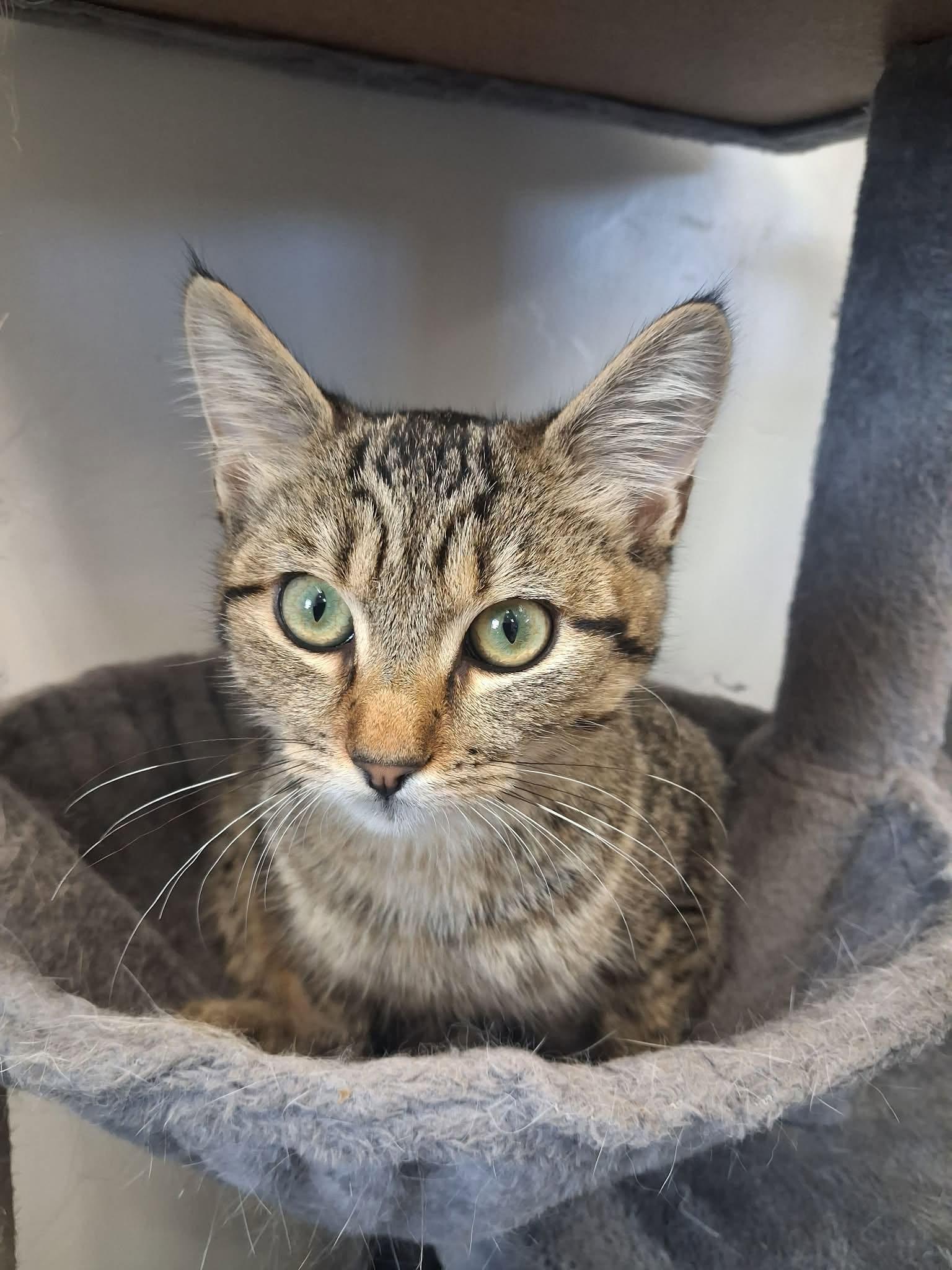 Rosemary, ADOPTABLE, Adult Female Domestic Short Hair.