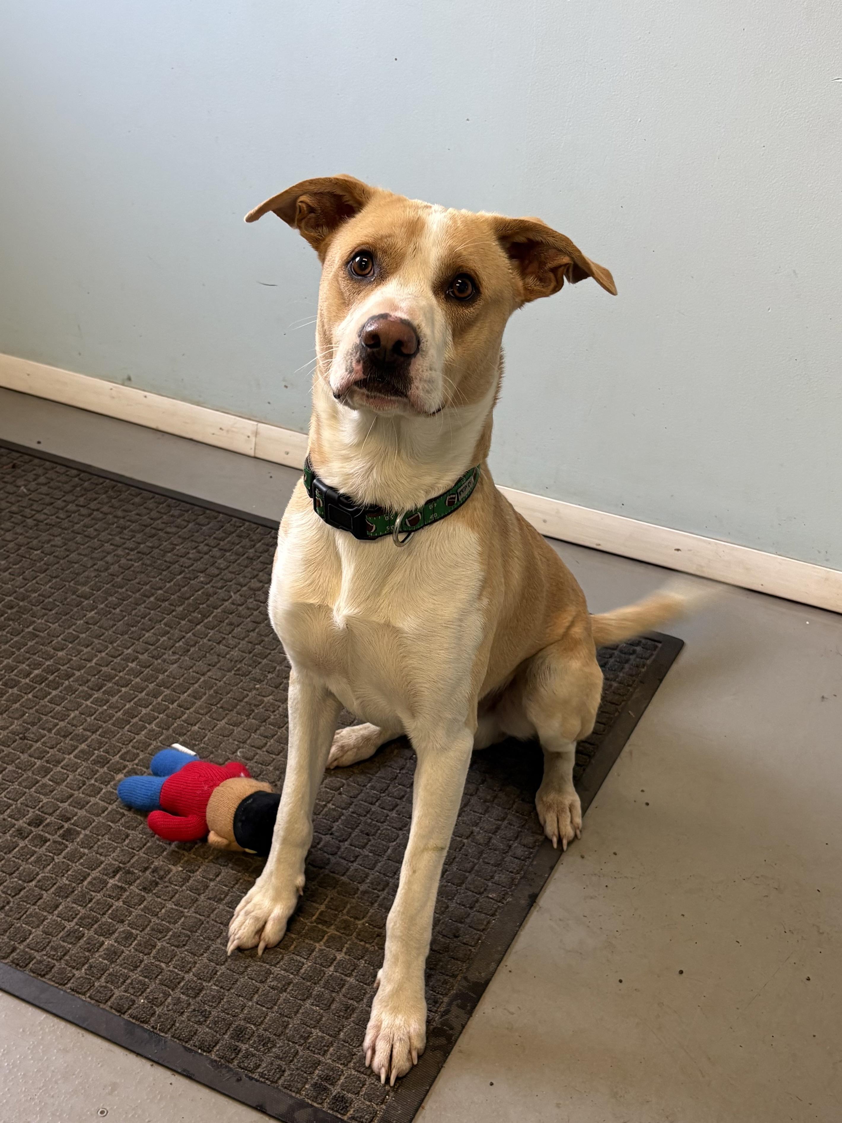 Enlarge Chopper, a Adoptable Mixed Breed in Big Rapids, MI image 2/2