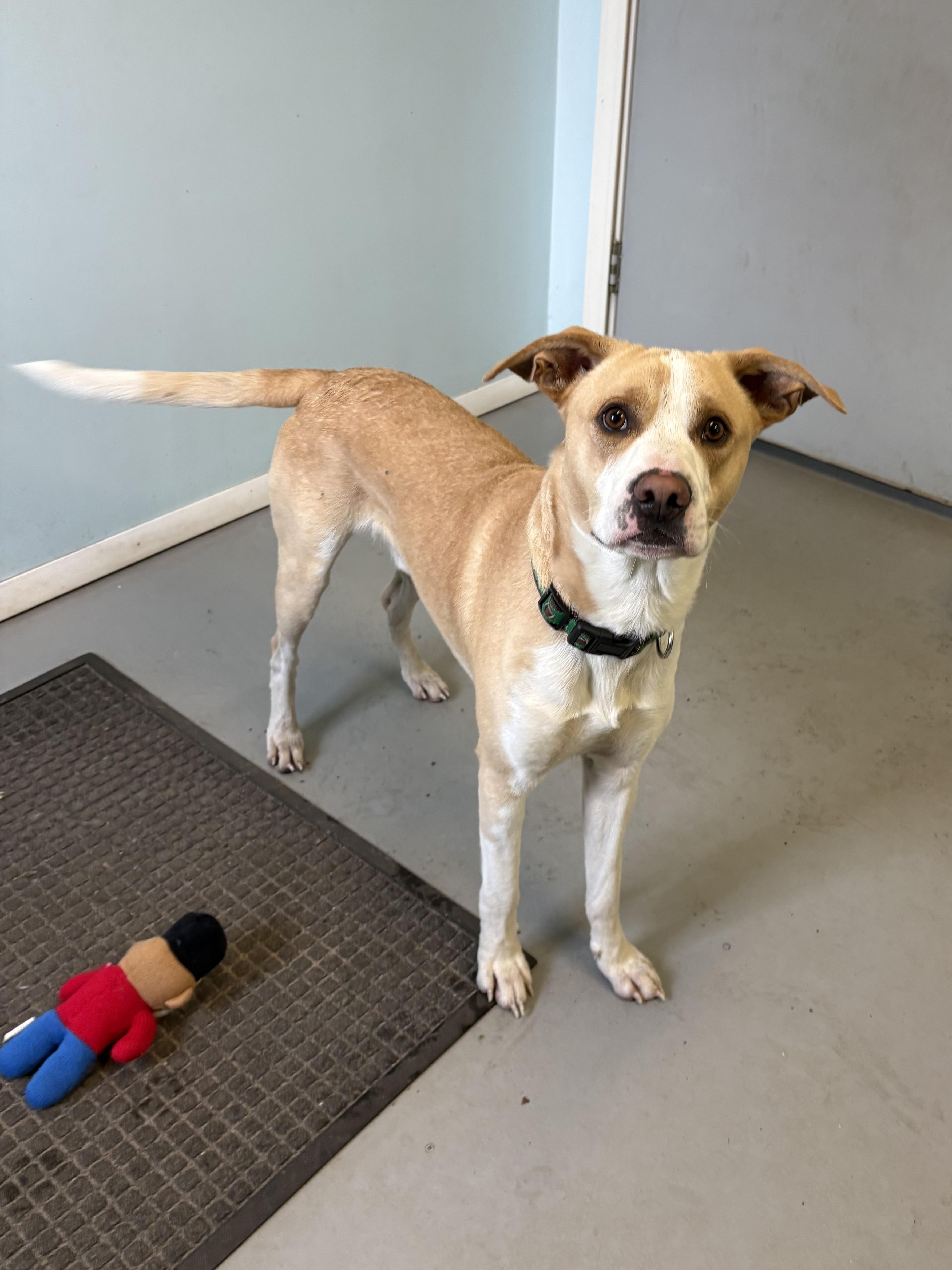 Enlarge Chopper, a Adoptable Mixed Breed in Big Rapids, MI image 1/2
