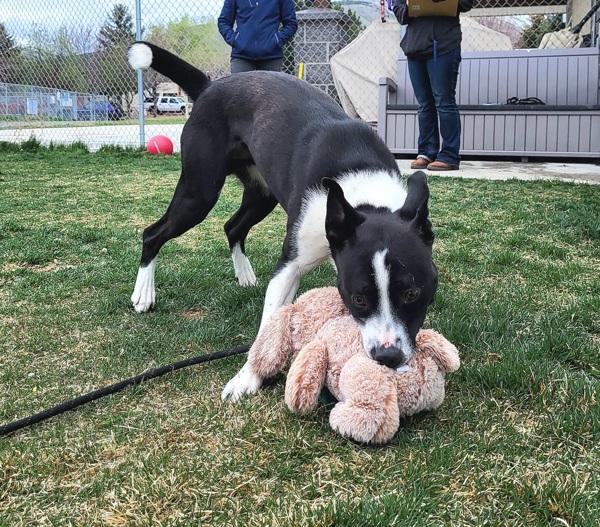 Cannoli 46028, Adoptable, Young Male Border Collie.
