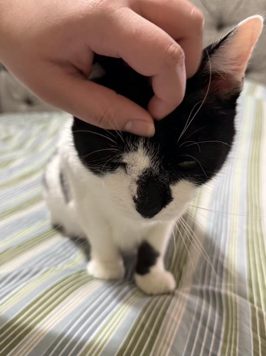 Enlarge Pixie, a ADOPTABLE Domestic Short Hair in Flushing, NY image 5/5