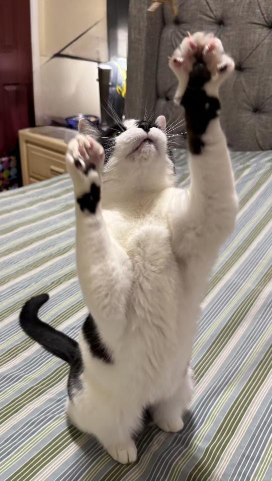 Enlarge Pixie, a ADOPTABLE Domestic Short Hair in Flushing, NY image 4/5