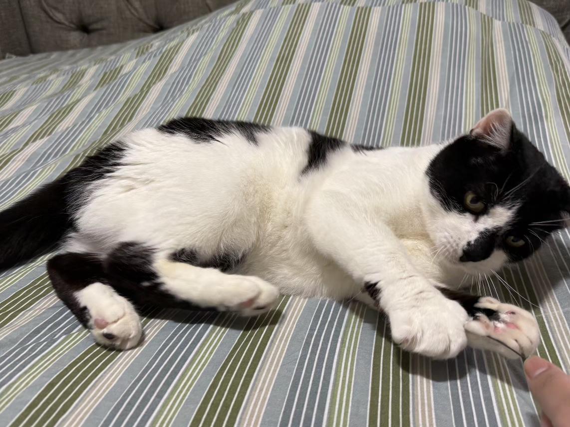 Enlarge Pixie, a ADOPTABLE Domestic Short Hair in Flushing, NY image 3/5