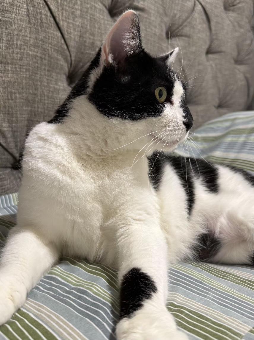 Enlarge Pixie, a ADOPTABLE Domestic Short Hair in Flushing, NY image 2/5