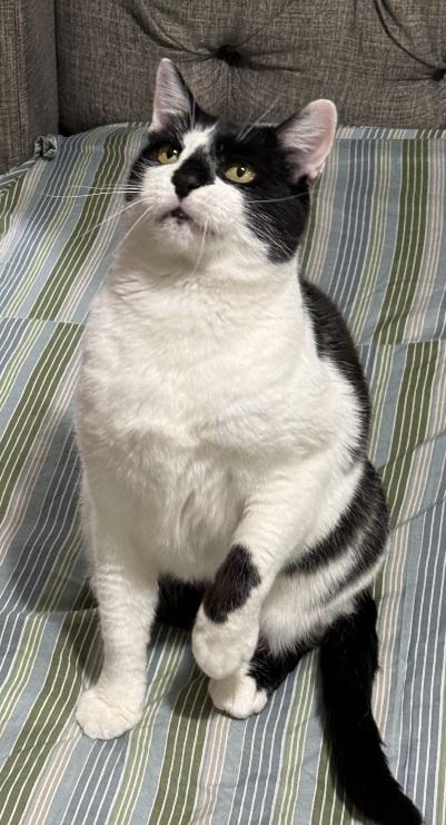 Enlarge Pixie, a ADOPTABLE Domestic Short Hair in Flushing, NY image 1/5