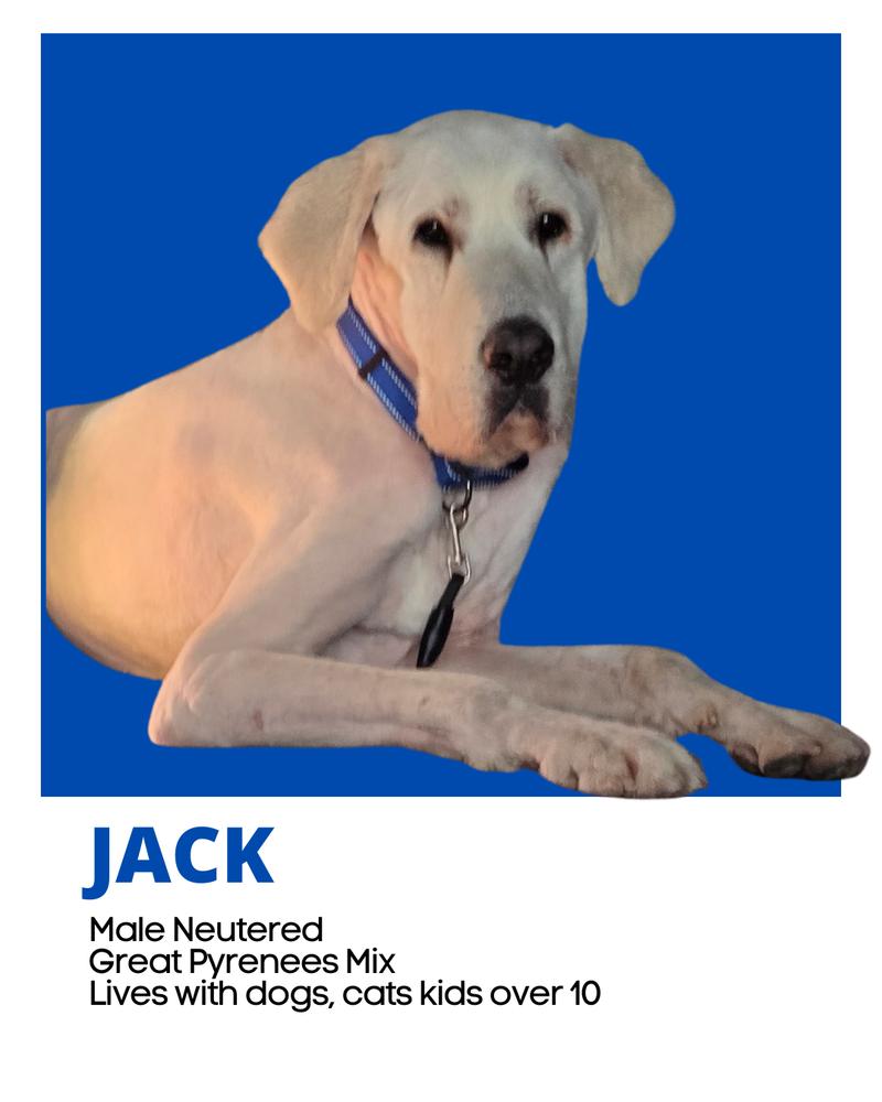 Enlarge Jack, a Adoptable mixed breed in Pacifica, CA image 1/6