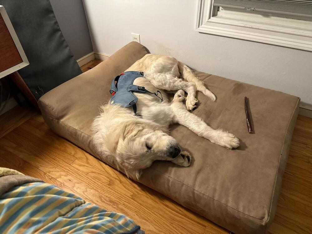 Enlarge Jack, a Adoptable mixed breed in Pacifica, CA image 2/6