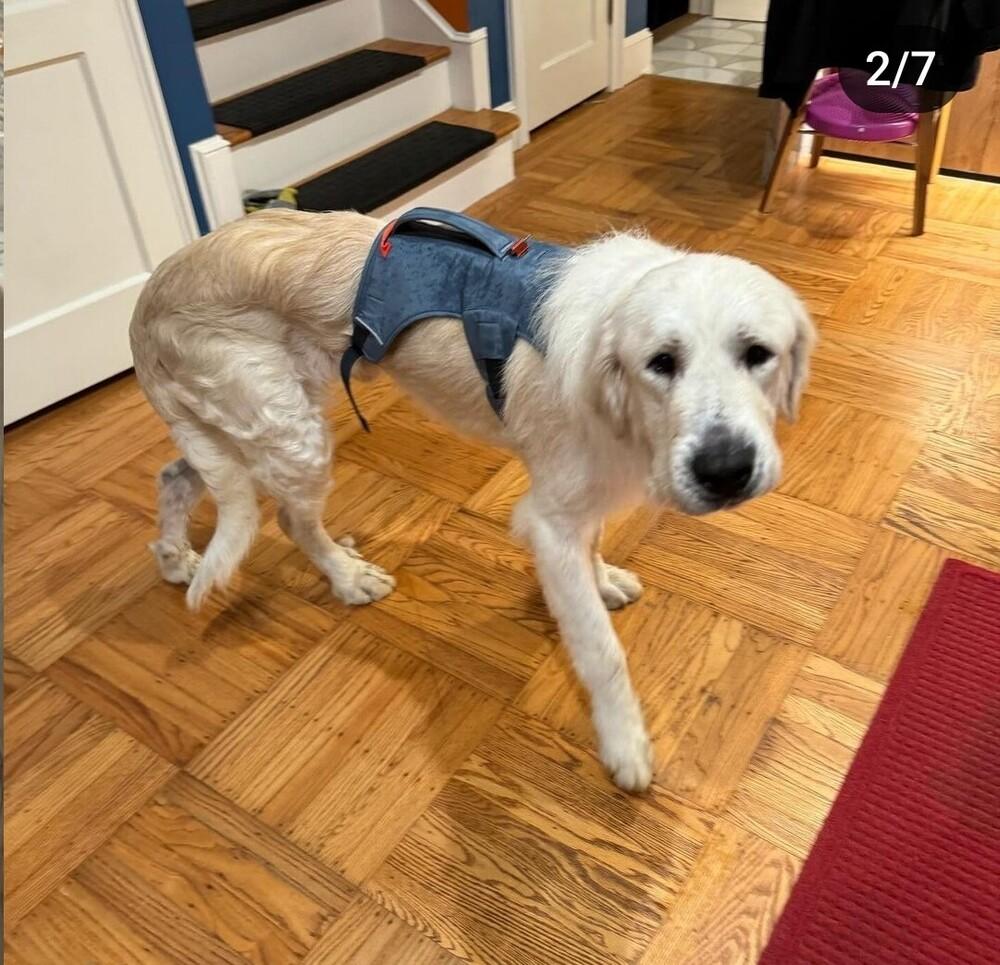 Enlarge Jack, a Adoptable mixed breed in Pacifica, CA image 3/6