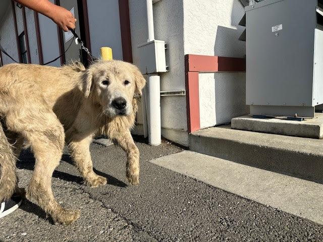Enlarge Jack, a Adoptable mixed breed in Pacifica, CA image 4/6