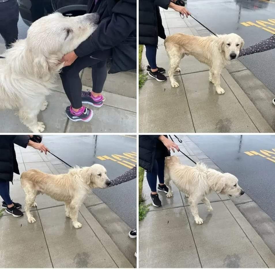 Enlarge Jack, a Adoptable mixed breed in Pacifica, CA image 5/6