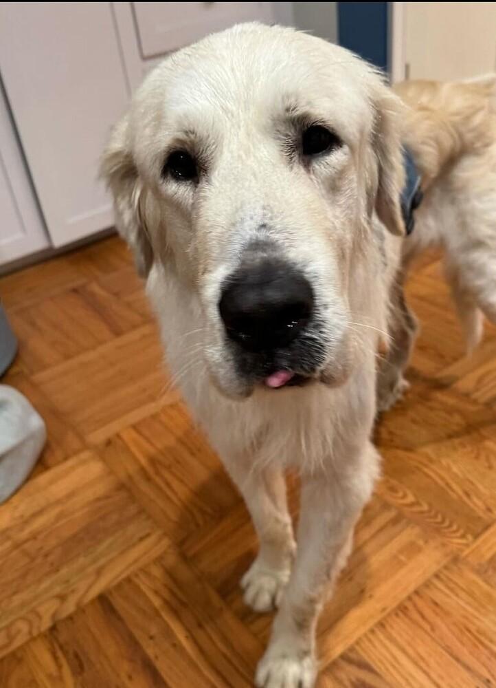 Jack, Adoptable, Adult Male Golden Retriever & Great Pyrenees.