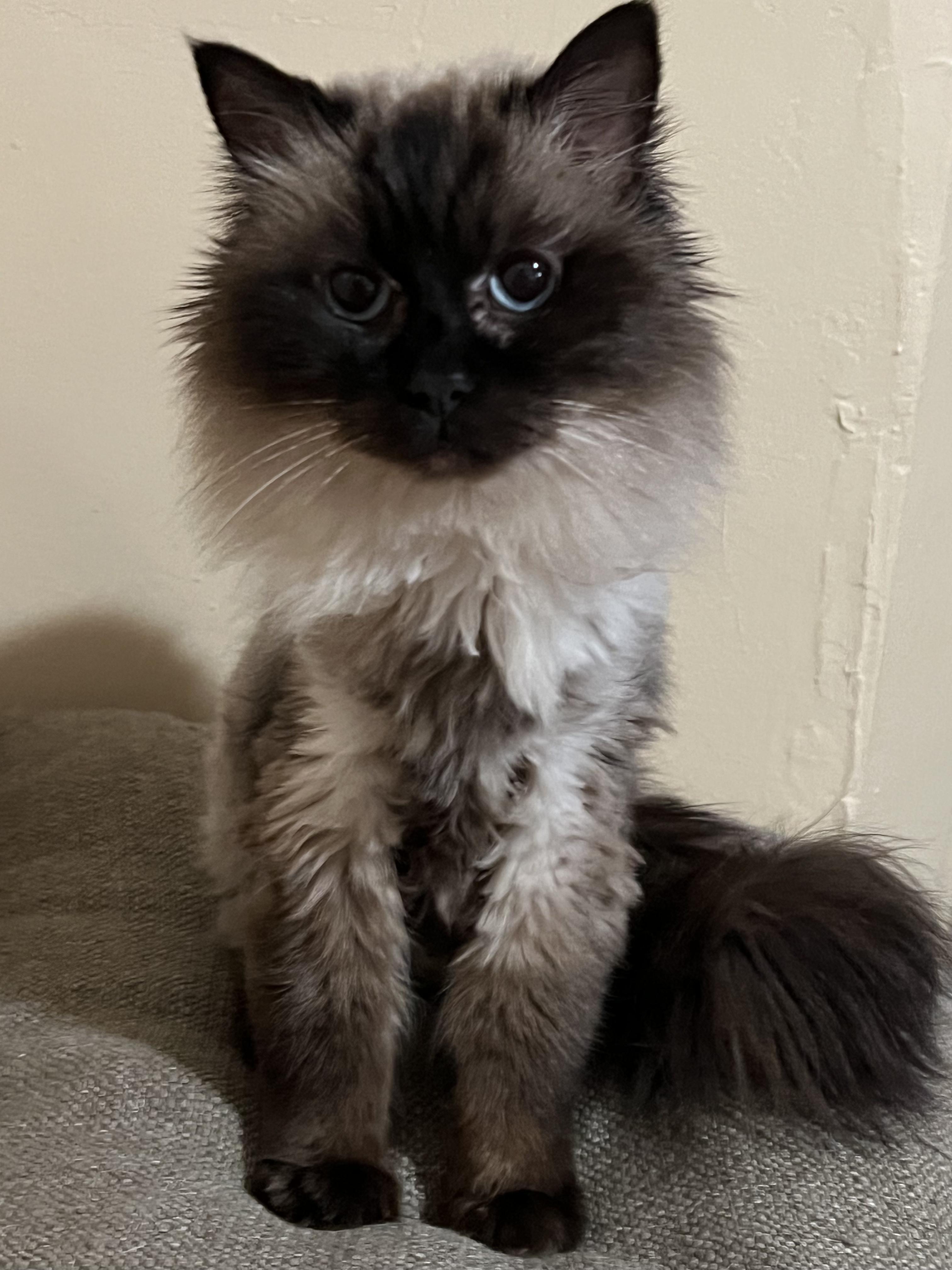 Enlarge Savannah and Sophia, a Adoptable Ragdoll in Mahwah, NJ image 2/5