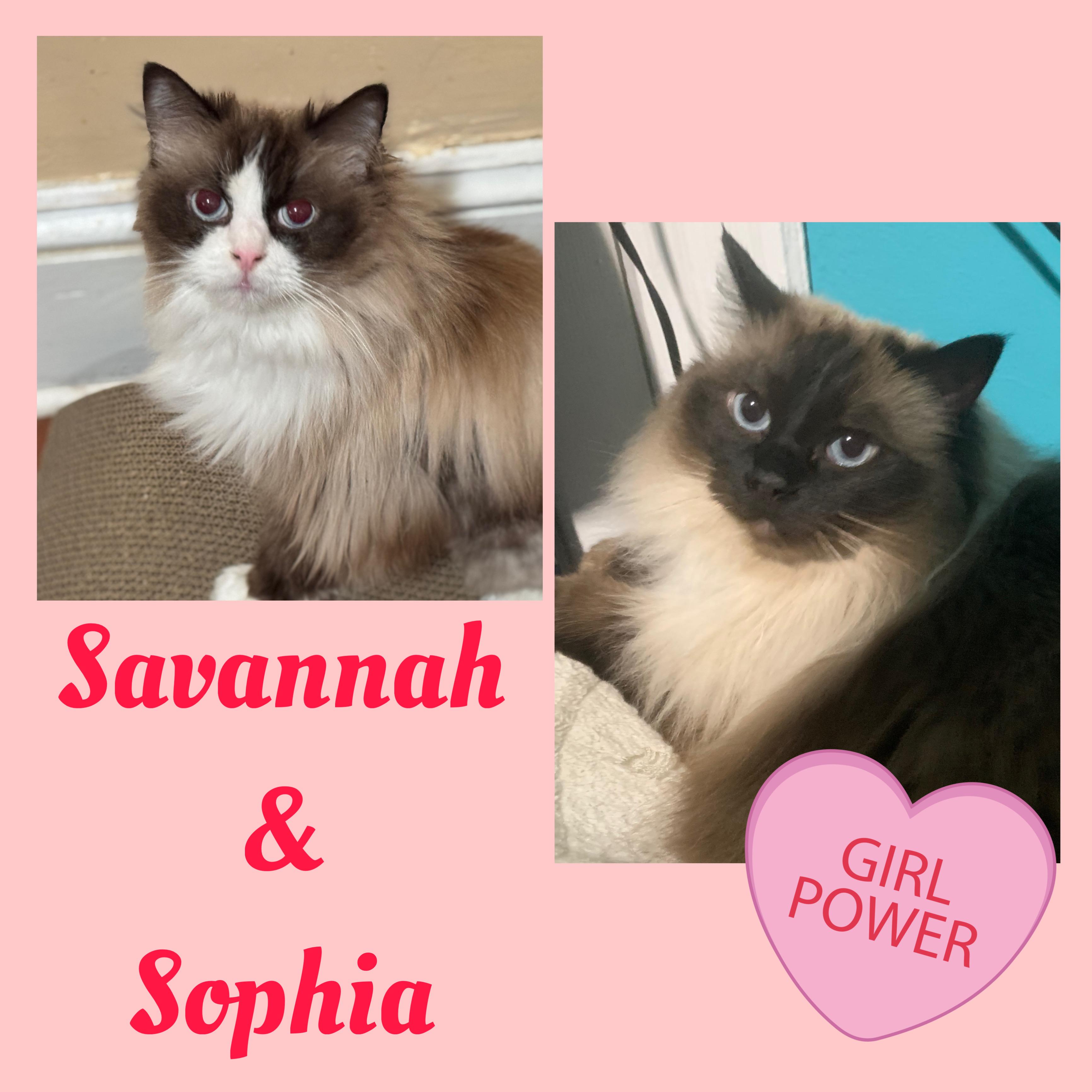 Enlarge Savannah and Sophia, a Adoptable Ragdoll in Mahwah, NJ image 1/5