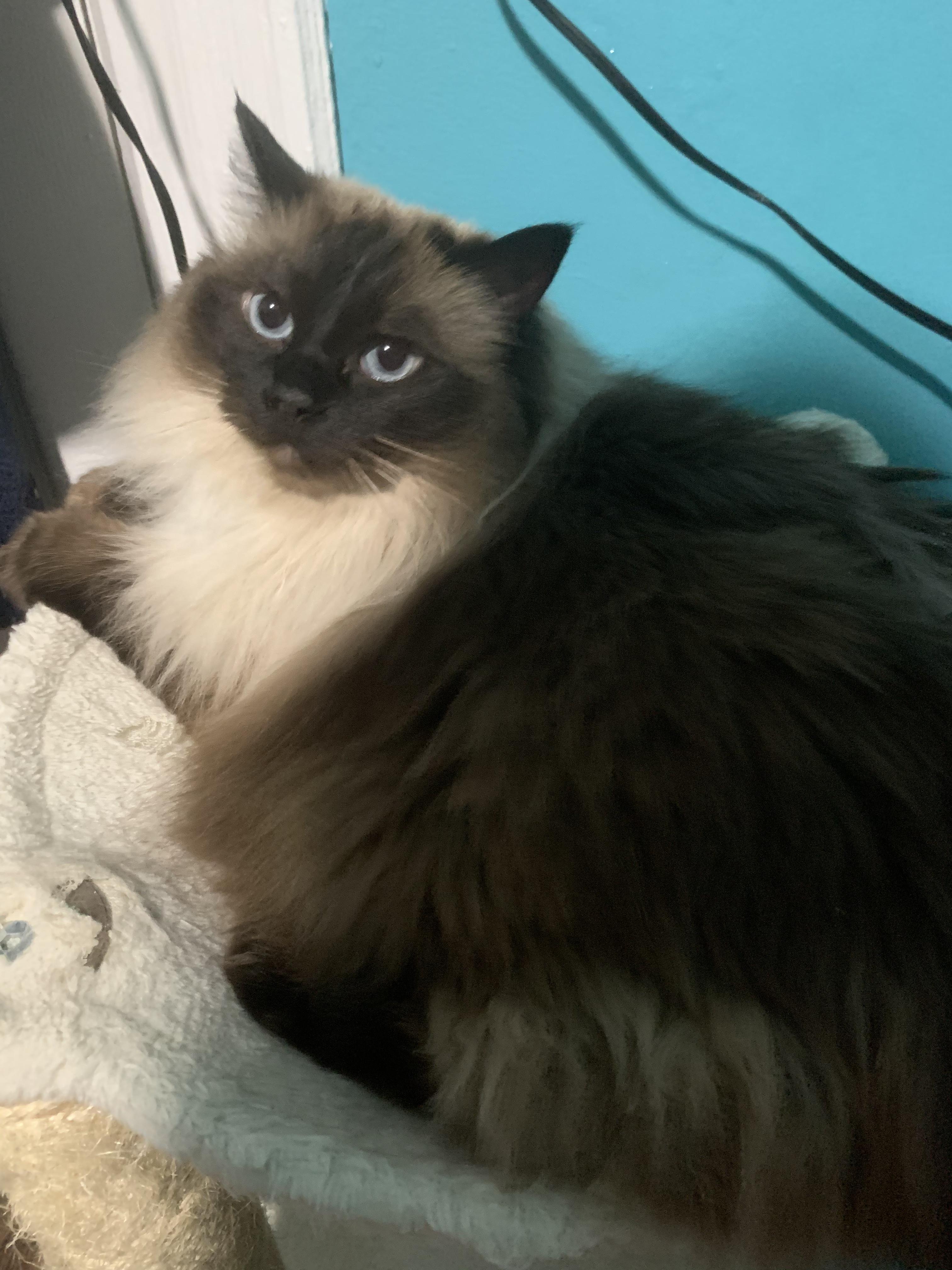 Enlarge Savannah and Sophia, a Adoptable Ragdoll in Mahwah, NJ image 5/5