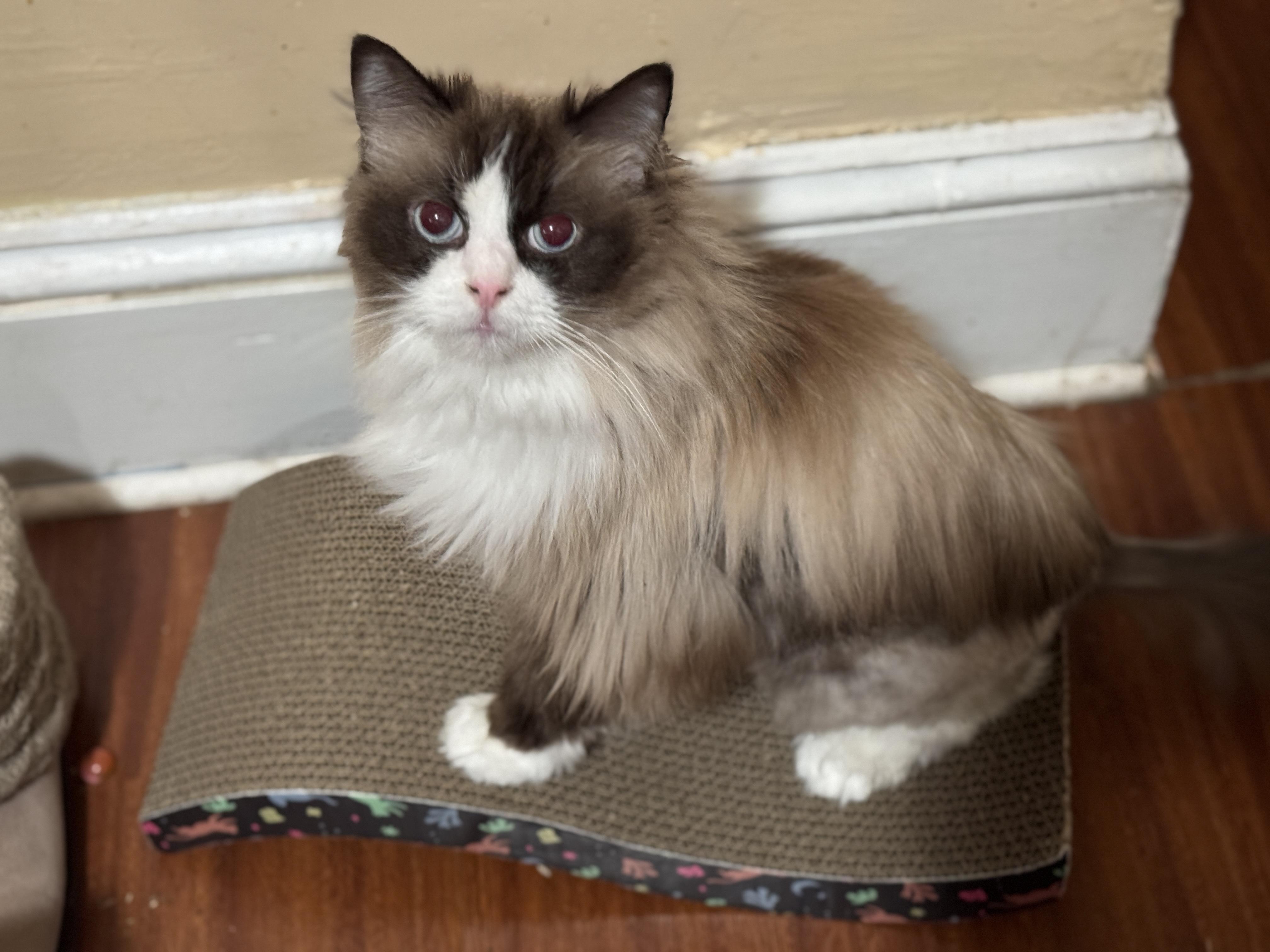Enlarge Savannah and Sophia, a Adoptable Ragdoll in Mahwah, NJ image 4/5