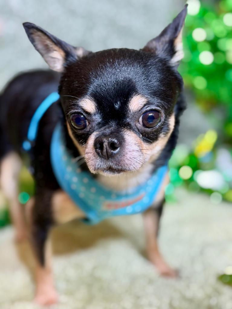 YOSHI, Adopted, Adult Male Chihuahua.