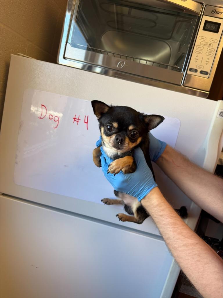 Enlarge YOSHI, a Adopted Chihuahua in Wintersville, OH image 2/3