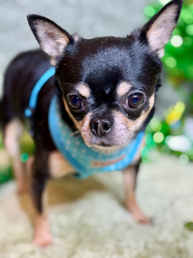 Enlarge YOSHI, a Adopted Chihuahua in Wintersville, OH image 3/3