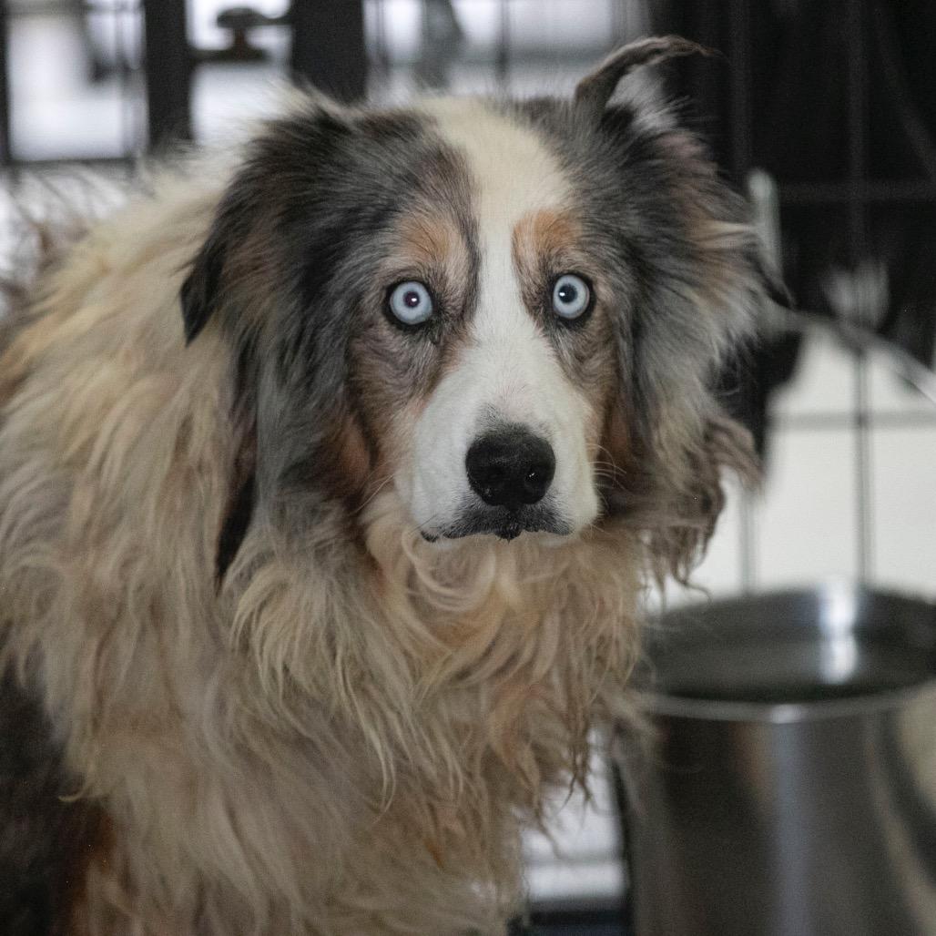 Forest (JN25-164), Adoptable, Senior Male Australian Shepherd.