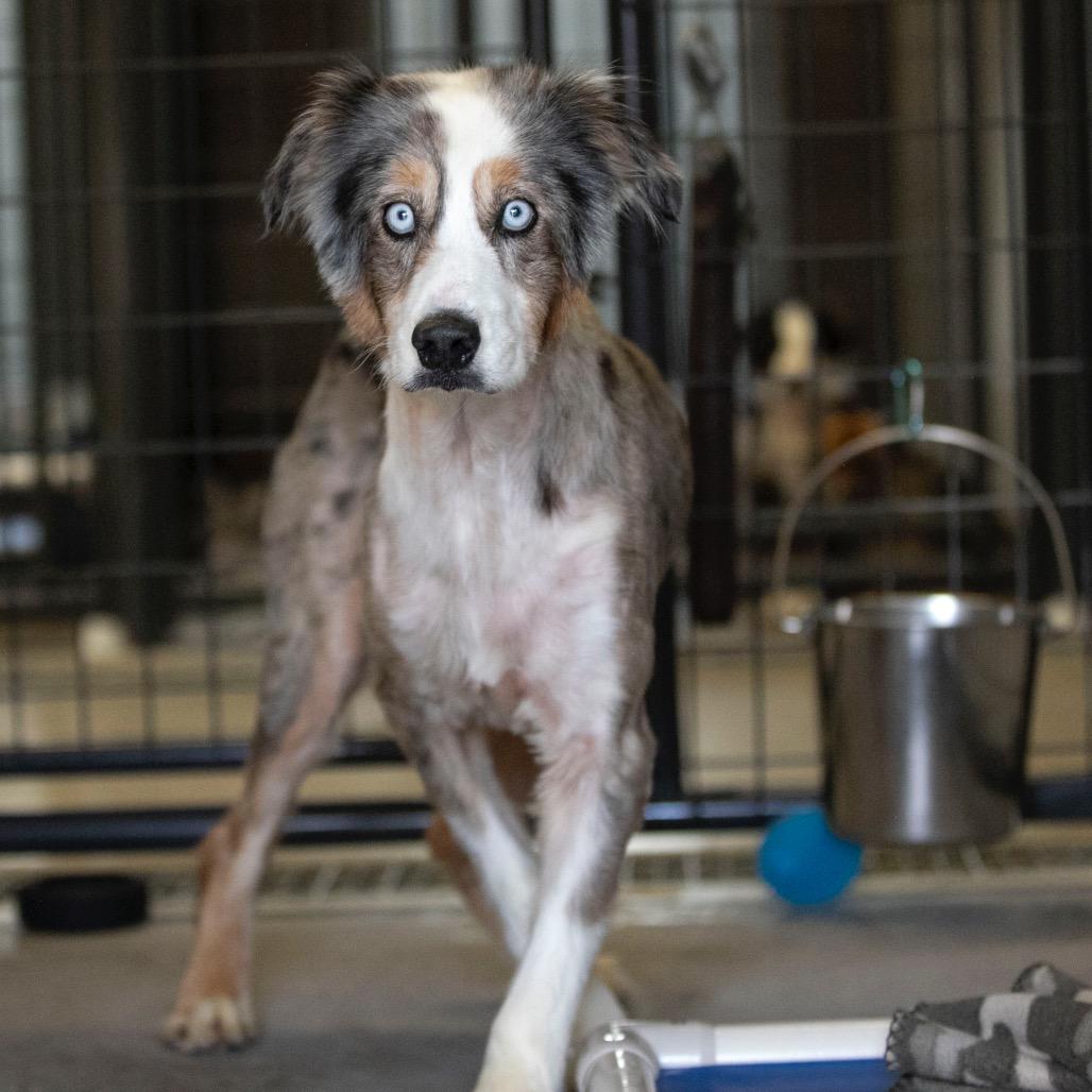 Forest (JN25-164), a Adoptable Australian Shepherd in Peyton, CO image 2/6