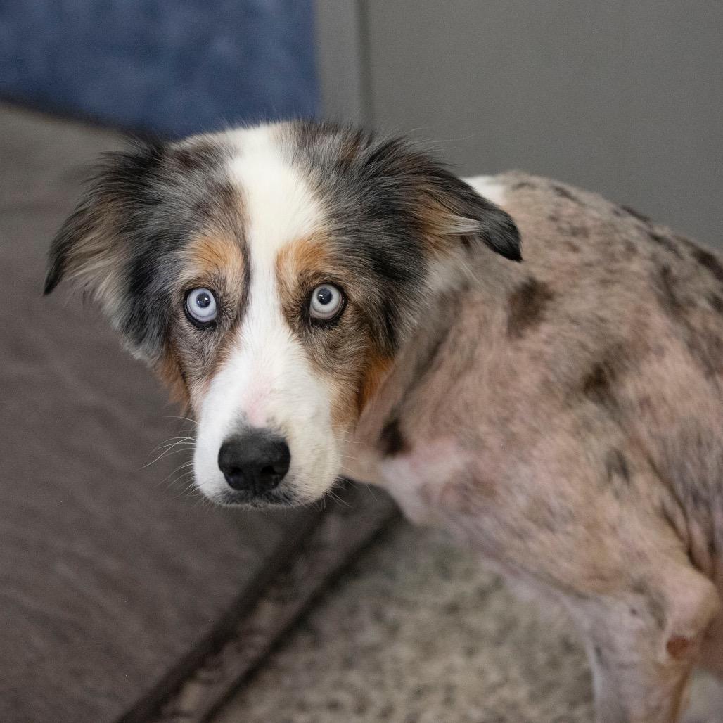 Forest (JN25-164), a Adoptable Australian Shepherd in Peyton, CO image 3/6