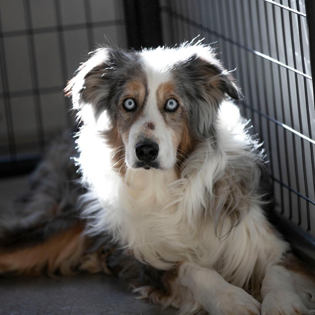 Forest (JN25-164), a Adoptable Australian Shepherd in Peyton, CO image 4/6