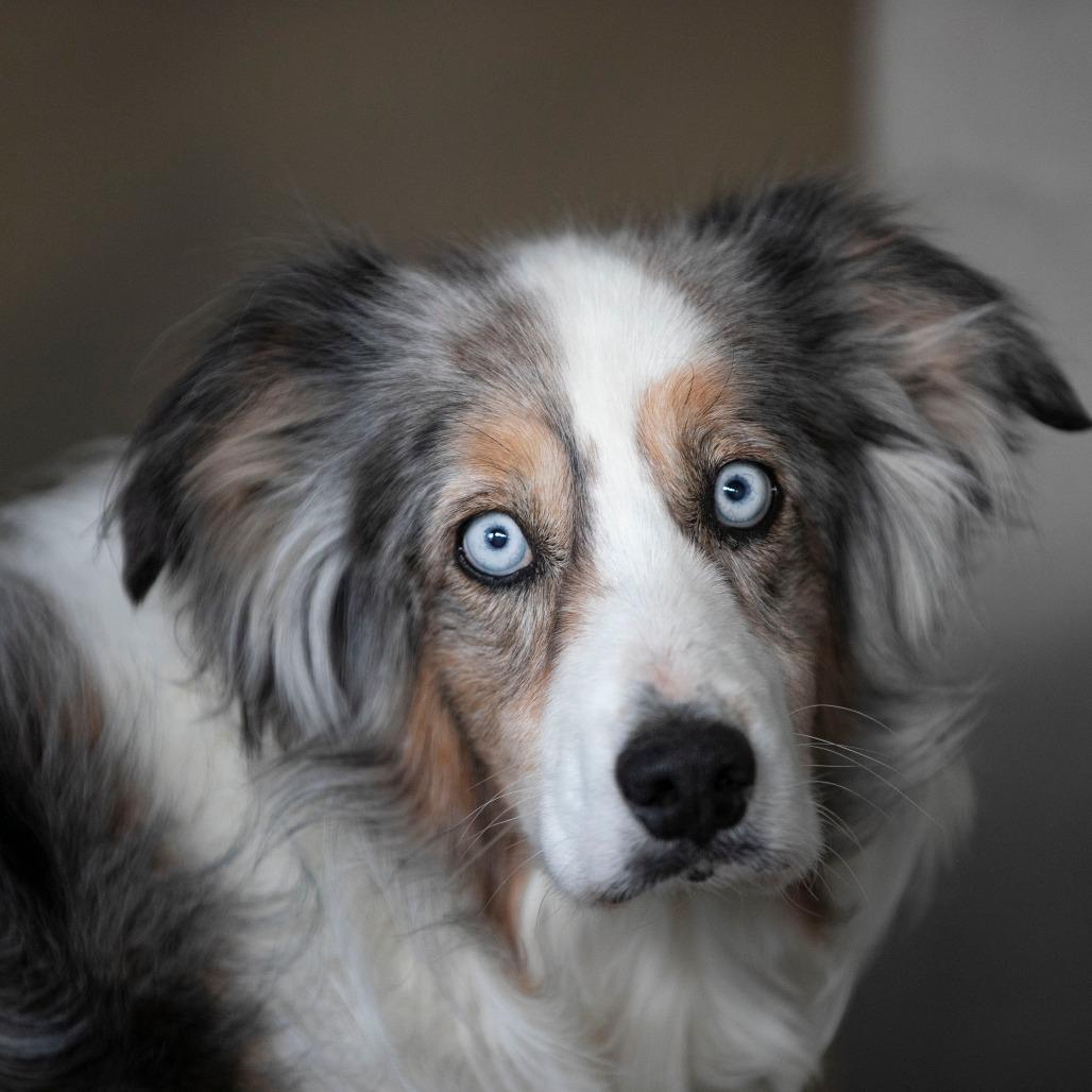 Forest (JN25-164), a Adoptable Australian Shepherd in Peyton, CO image 4/6