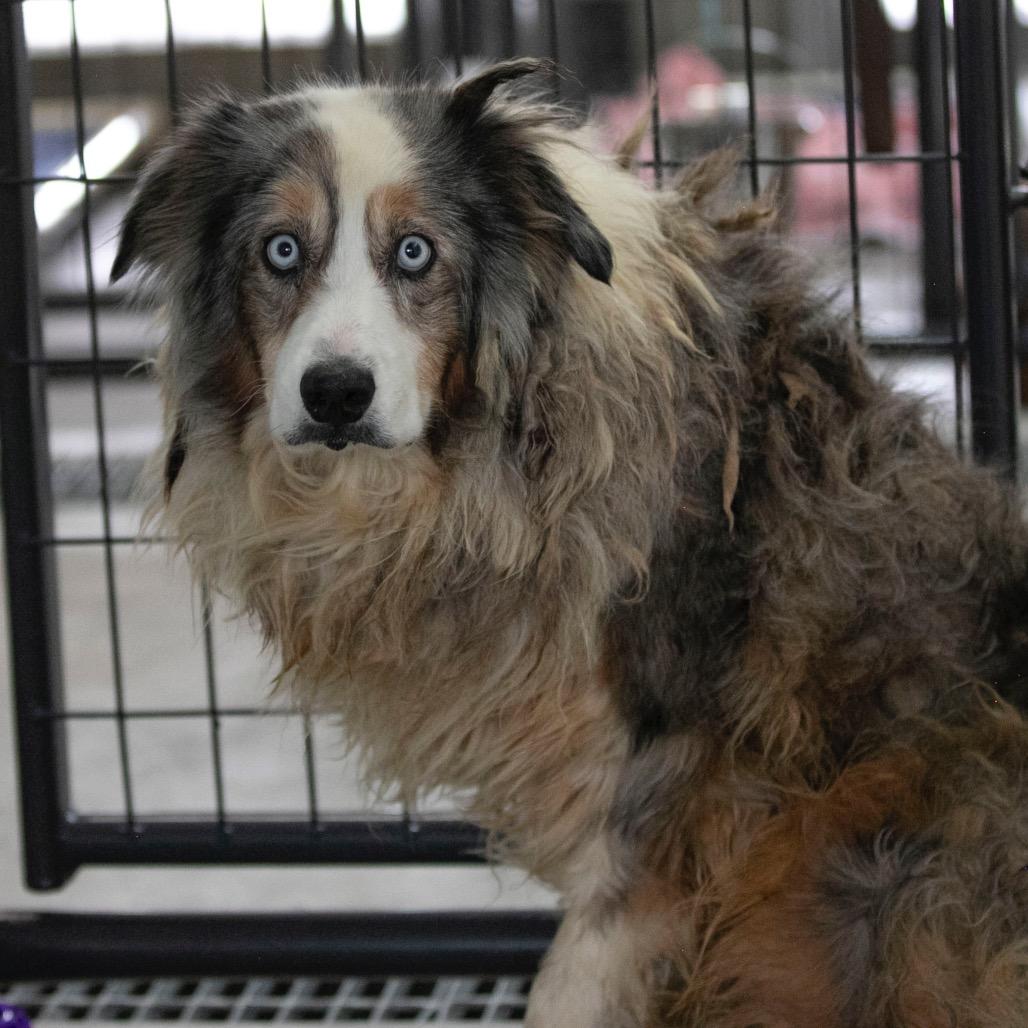 Forest (JN25-164), a Adoptable Australian Shepherd in Peyton, CO image 5/6