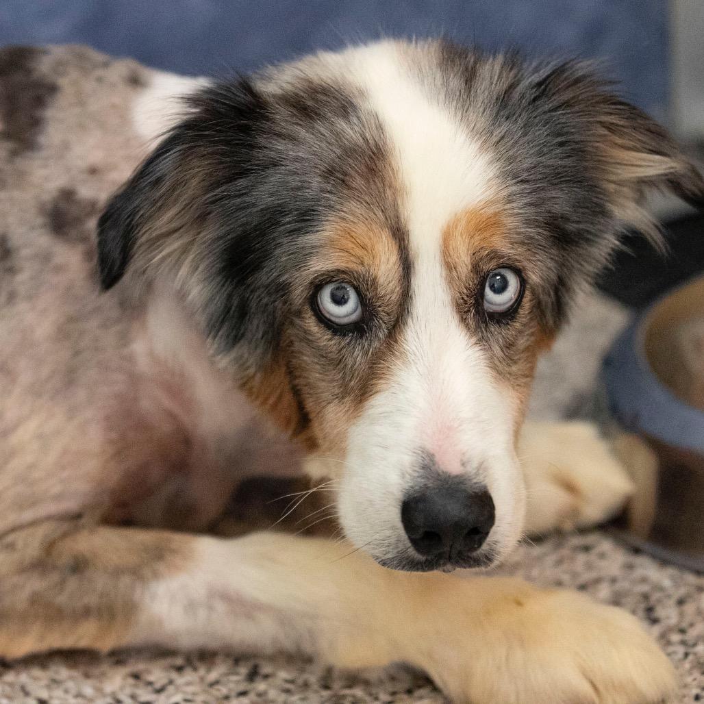 Forest (JN25-164), a Adoptable Australian Shepherd in Peyton, CO image 6/6