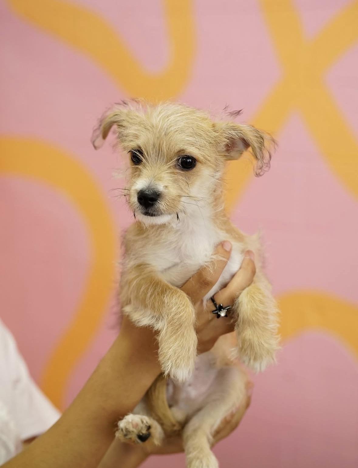 Enlarge Nano, an adopted mixed breed in Pasadena, CA image 4/6