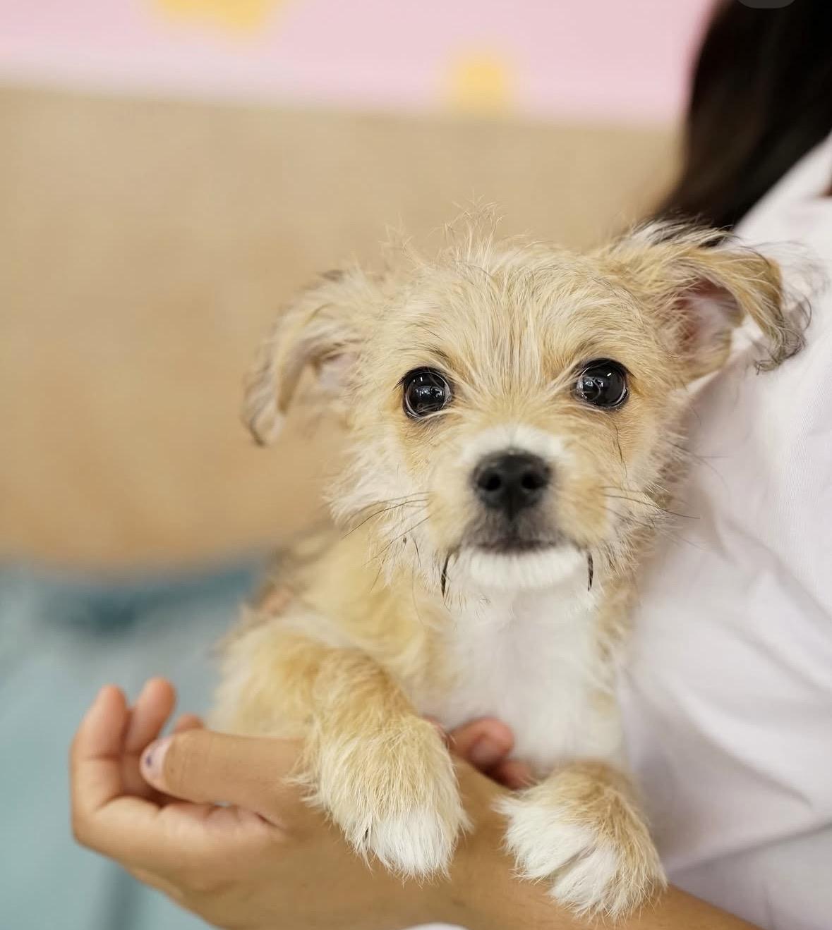 Nano, adopted, Puppy Male Terrier.