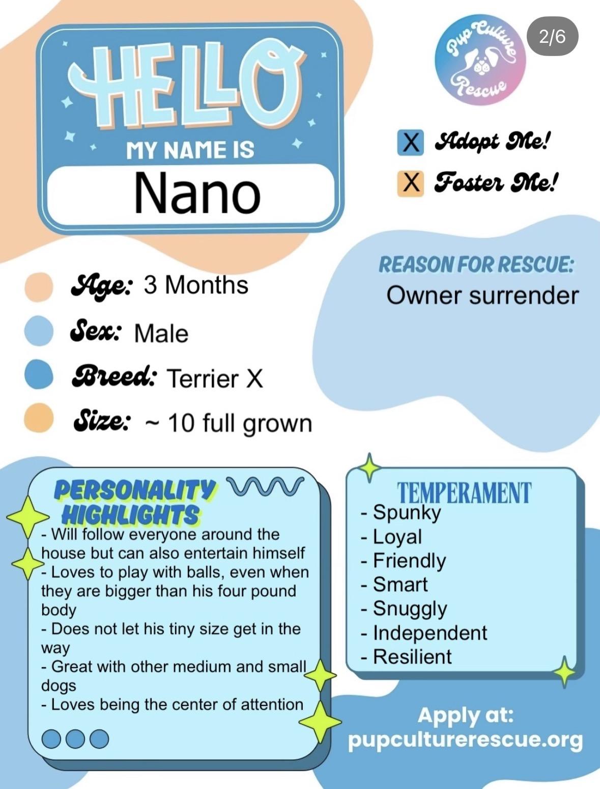 Enlarge Nano, an adopted mixed breed in Pasadena, CA image 2/6