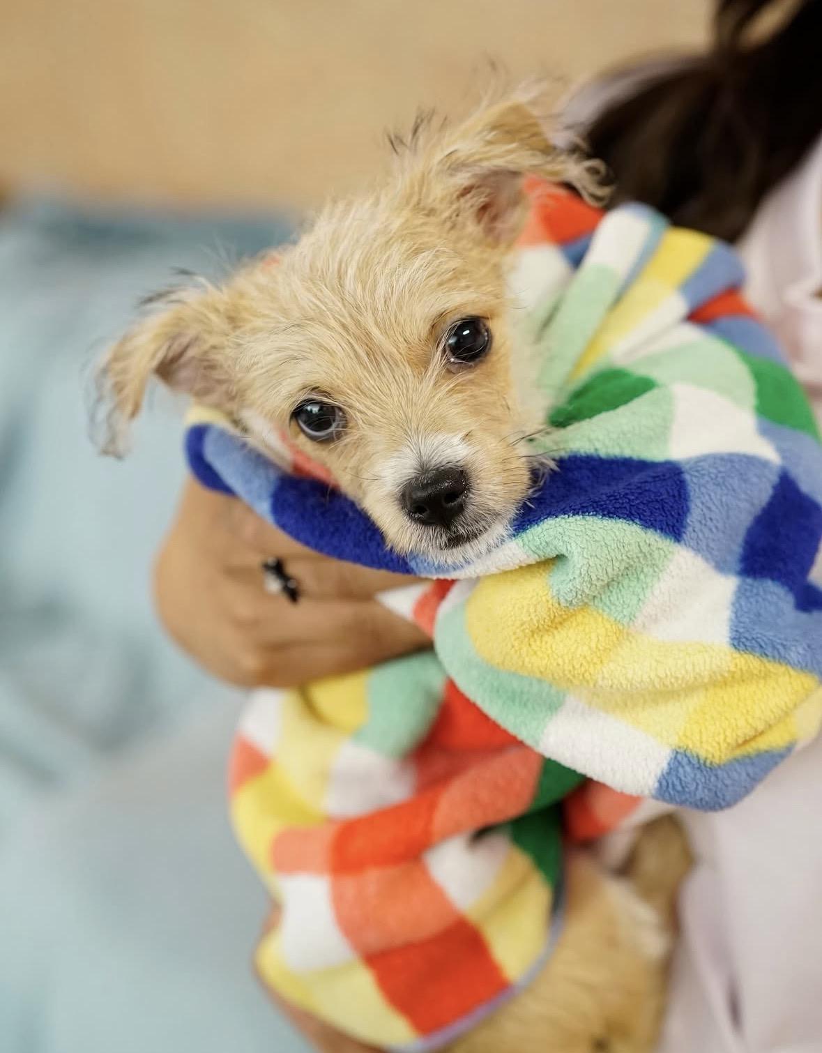 Enlarge Nano, an adopted mixed breed in Pasadena, CA image 6/6