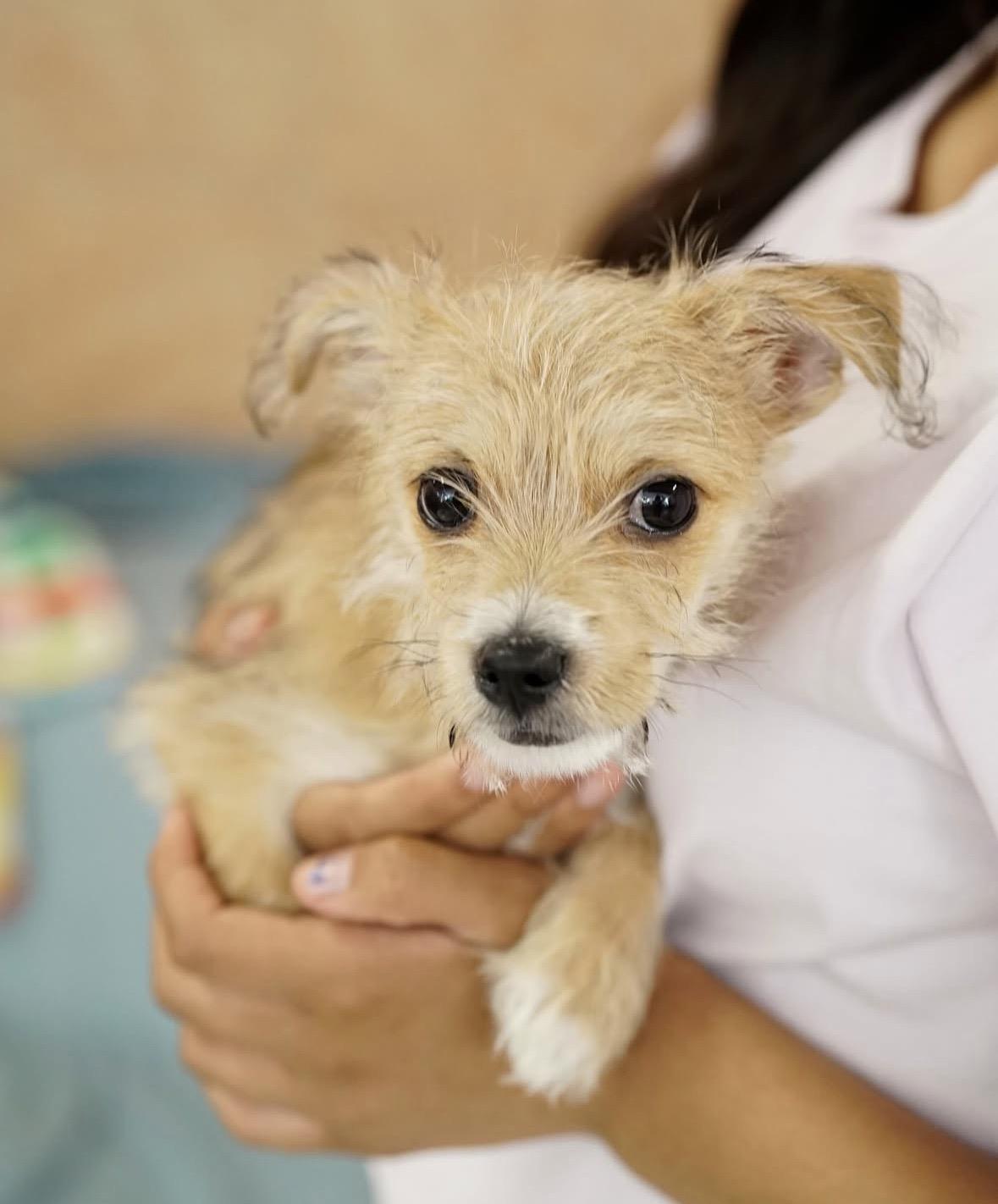 Enlarge Nano, an adopted mixed breed in Pasadena, CA image 5/6
