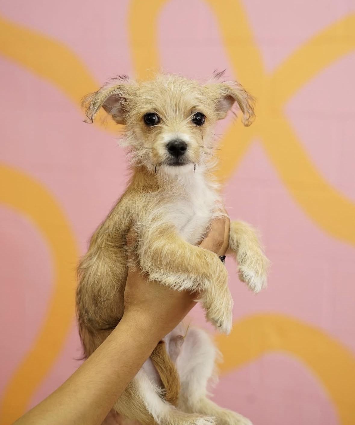 Enlarge Nano, an adopted mixed breed in Pasadena, CA image 3/6