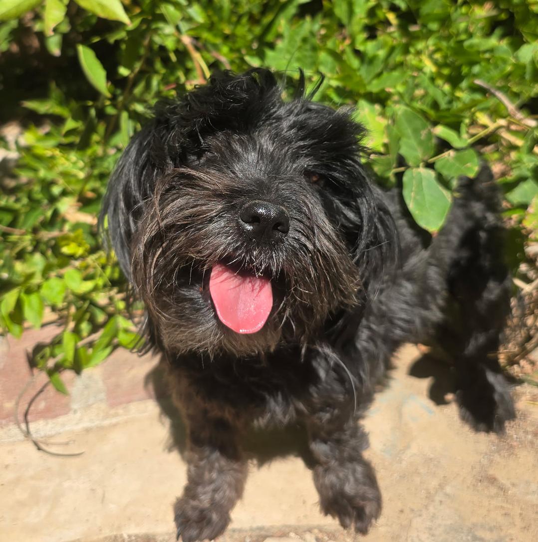 Enlarge HAPPY Lil Ms Heloise - Schnoodle, a Adoptable mixed breed in Albuquerque, NM image 2/2