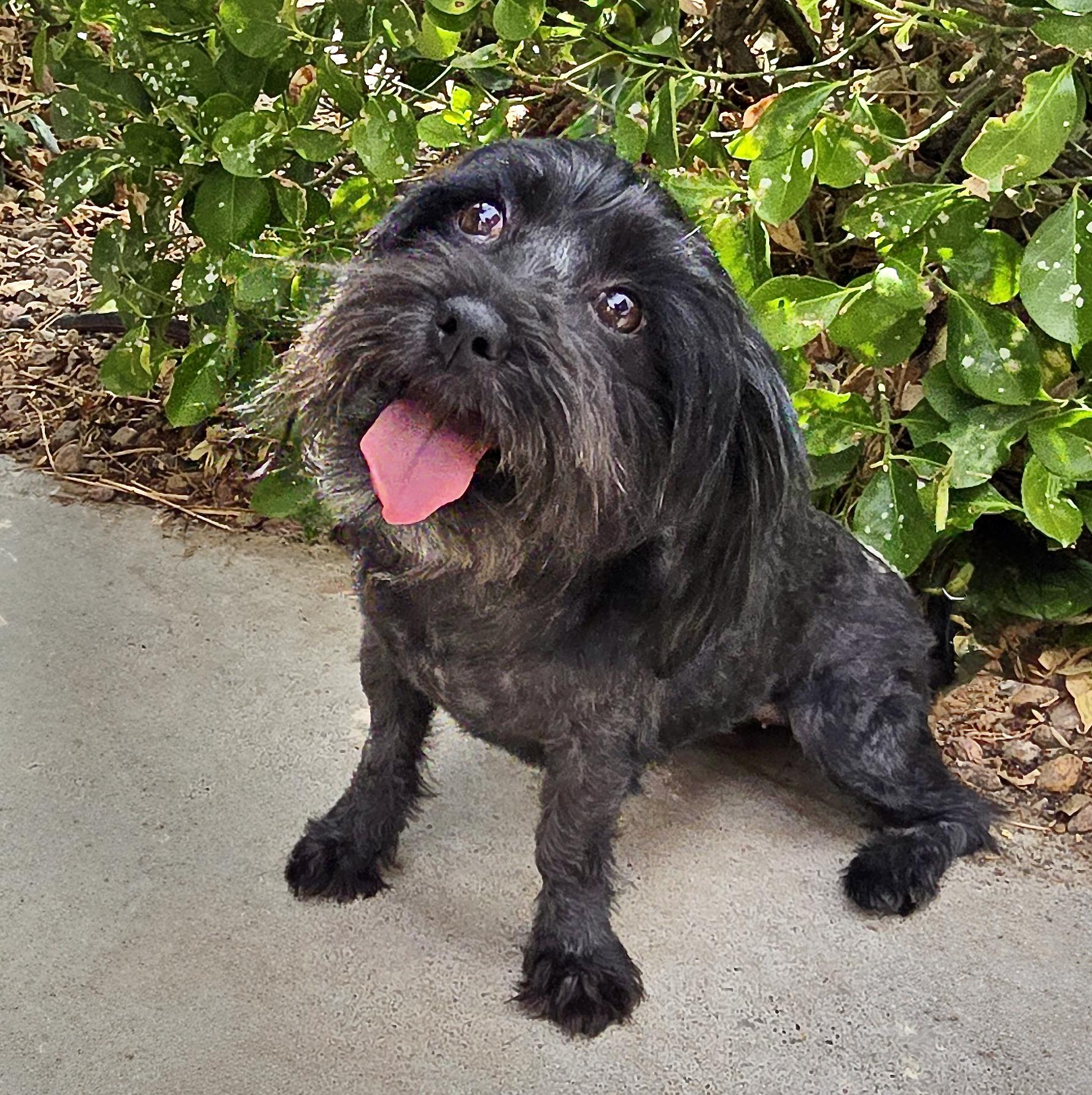HAPPY Lil Ms Heloise - Schnoodle, Adoptable, Young Female Poodle (Toy).