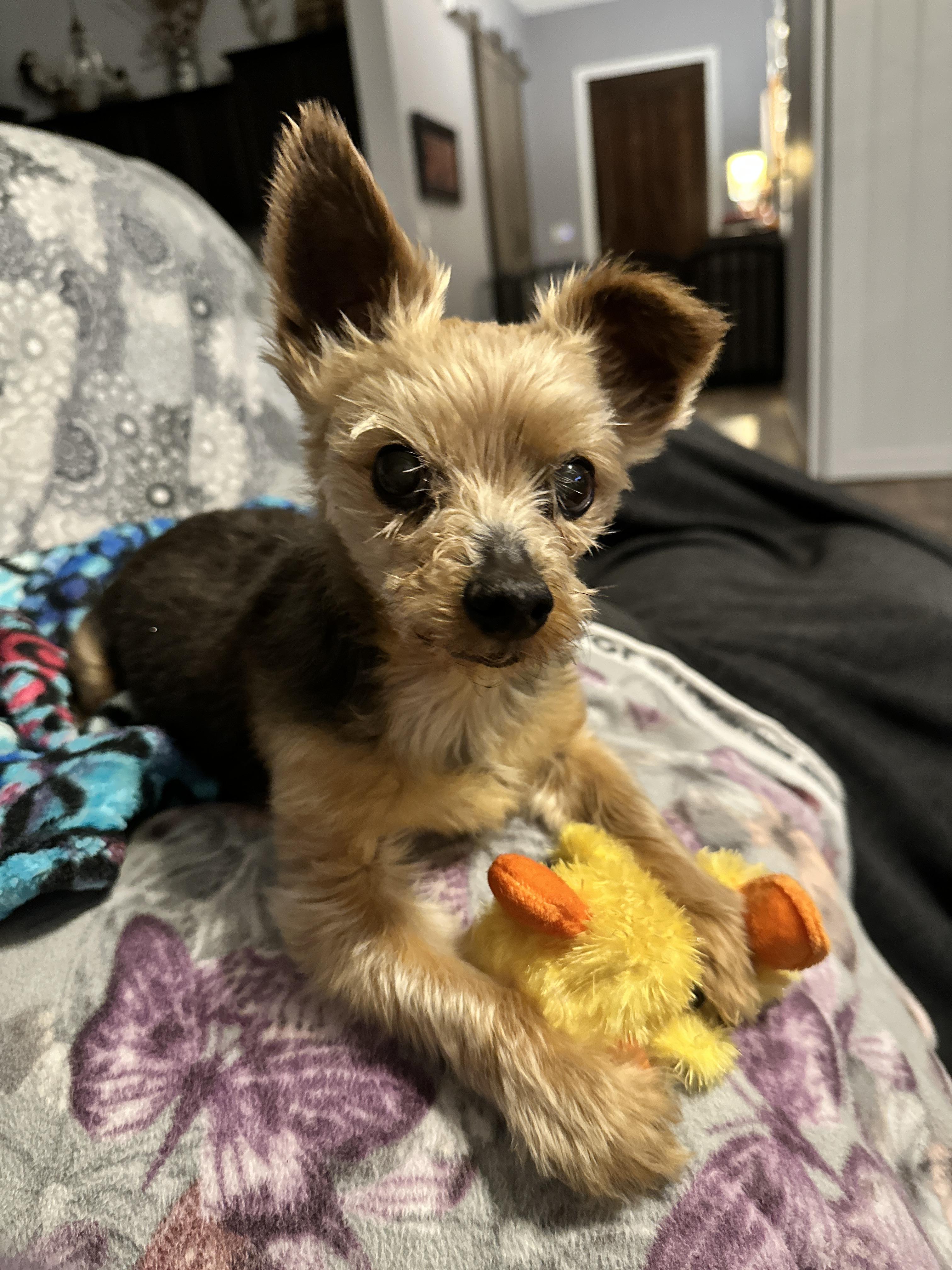 Enlarge Jaxon, a Adoptable Yorkshire Terrier in Indian Trail, NC image 2/4