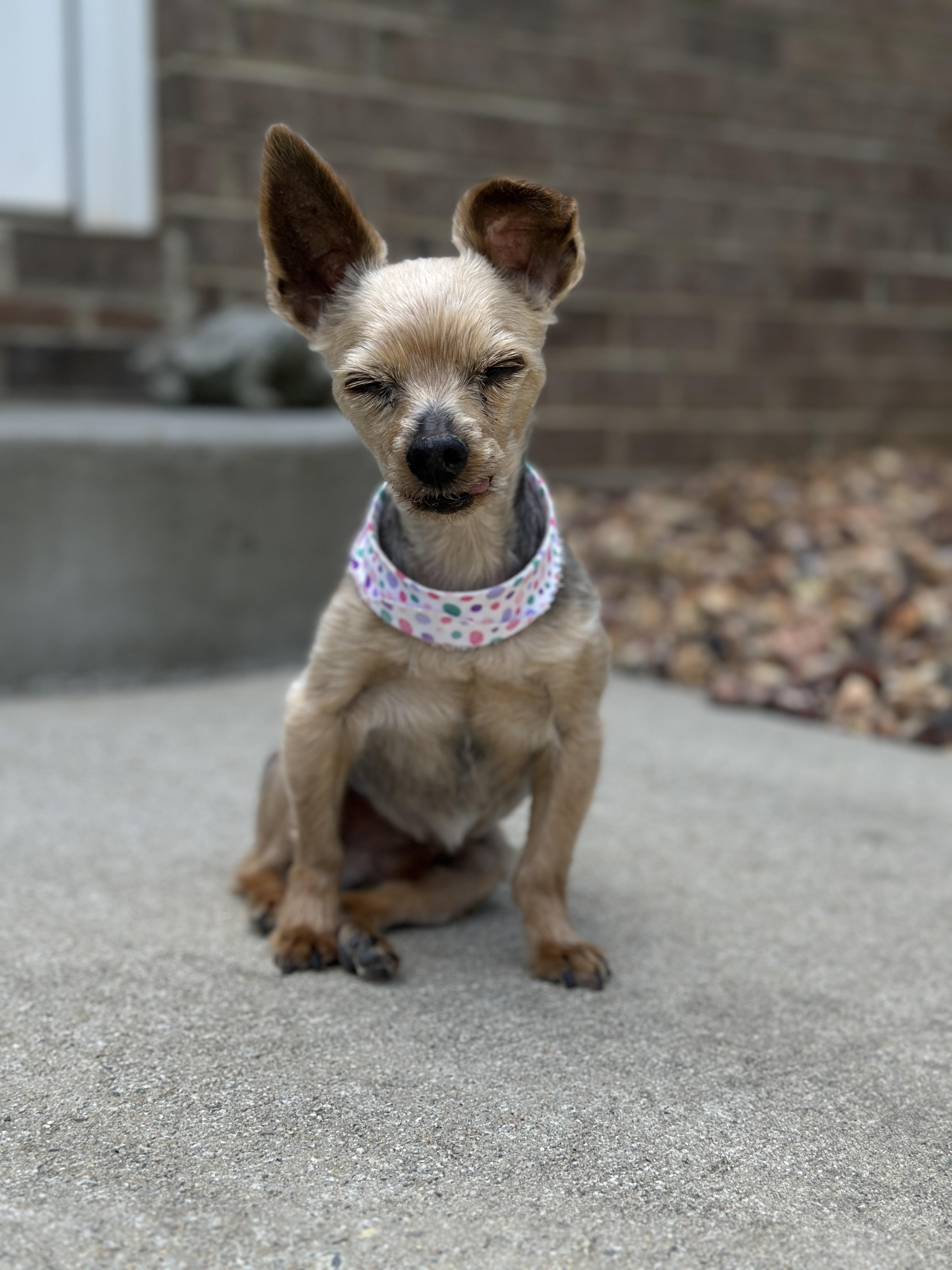 Jaxon, Adoptable, Senior Male Yorkshire Terrier.