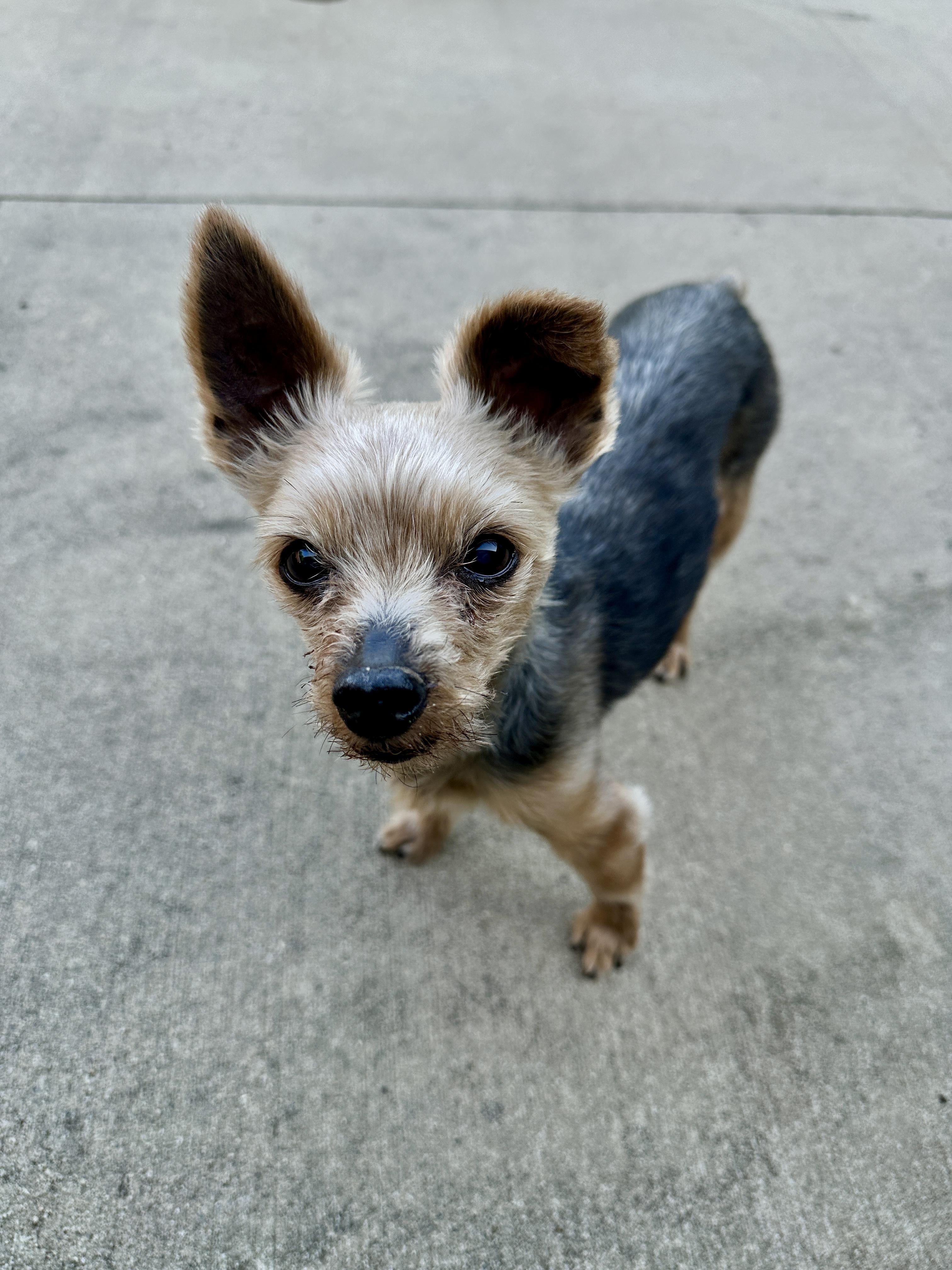 Enlarge Jaxon, a Adoptable Yorkshire Terrier in Indian Trail, NC image 3/4