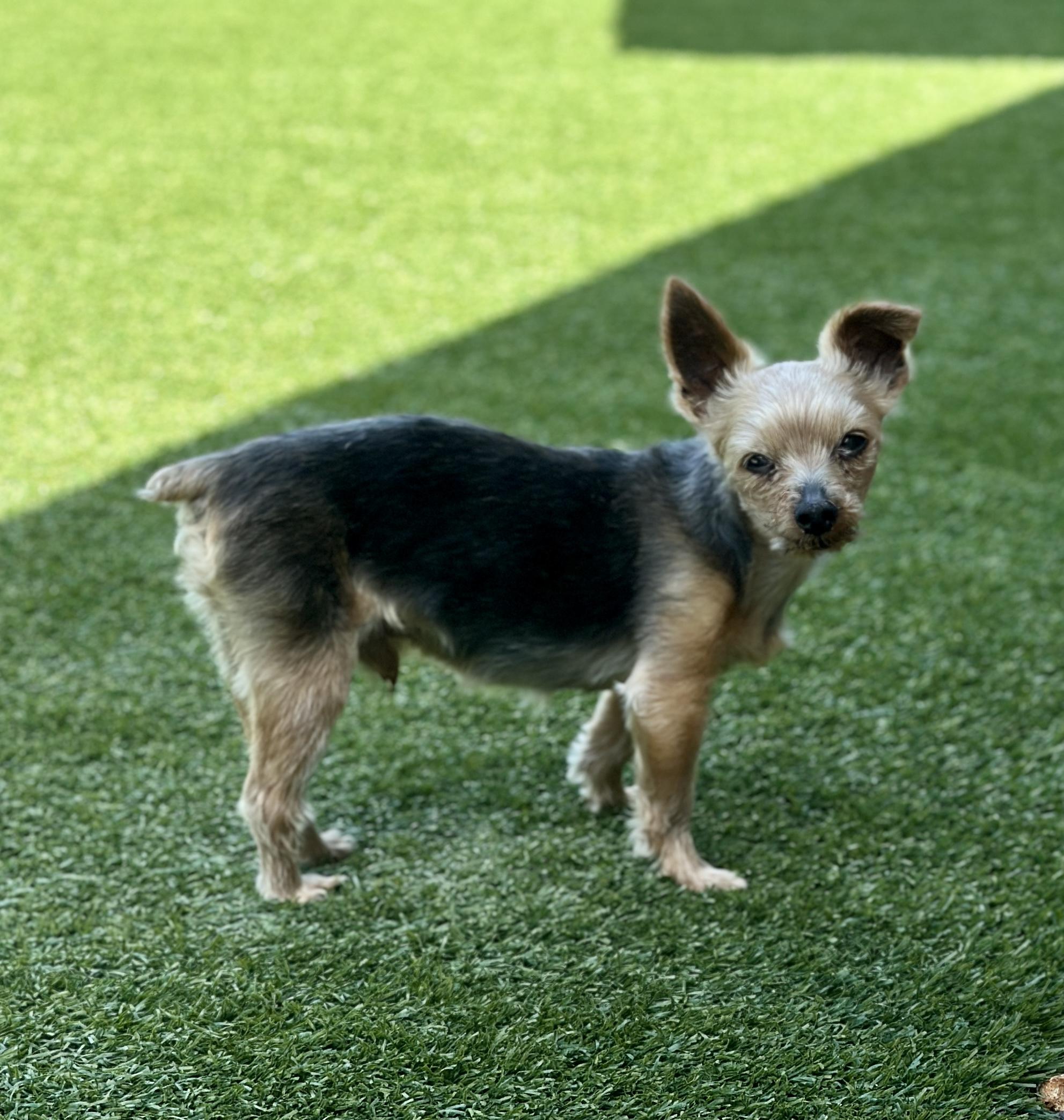 Jaxon — thumbnail 4