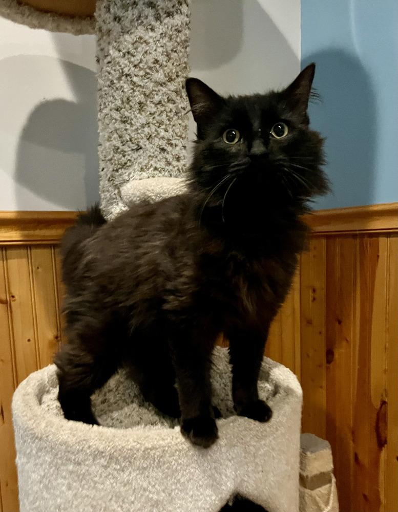 Boris, Adoptable, Young Male Domestic Long Hair.