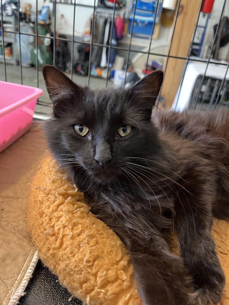 Enlarge Boris, a Adoptable Domestic Long Hair in Emerald Isle, NC image 2/3