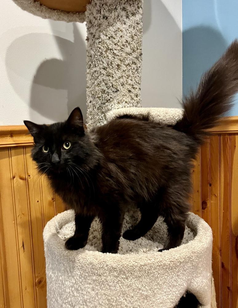 Enlarge Boris, a Adoptable Domestic Long Hair in Emerald Isle, NC image 3/3