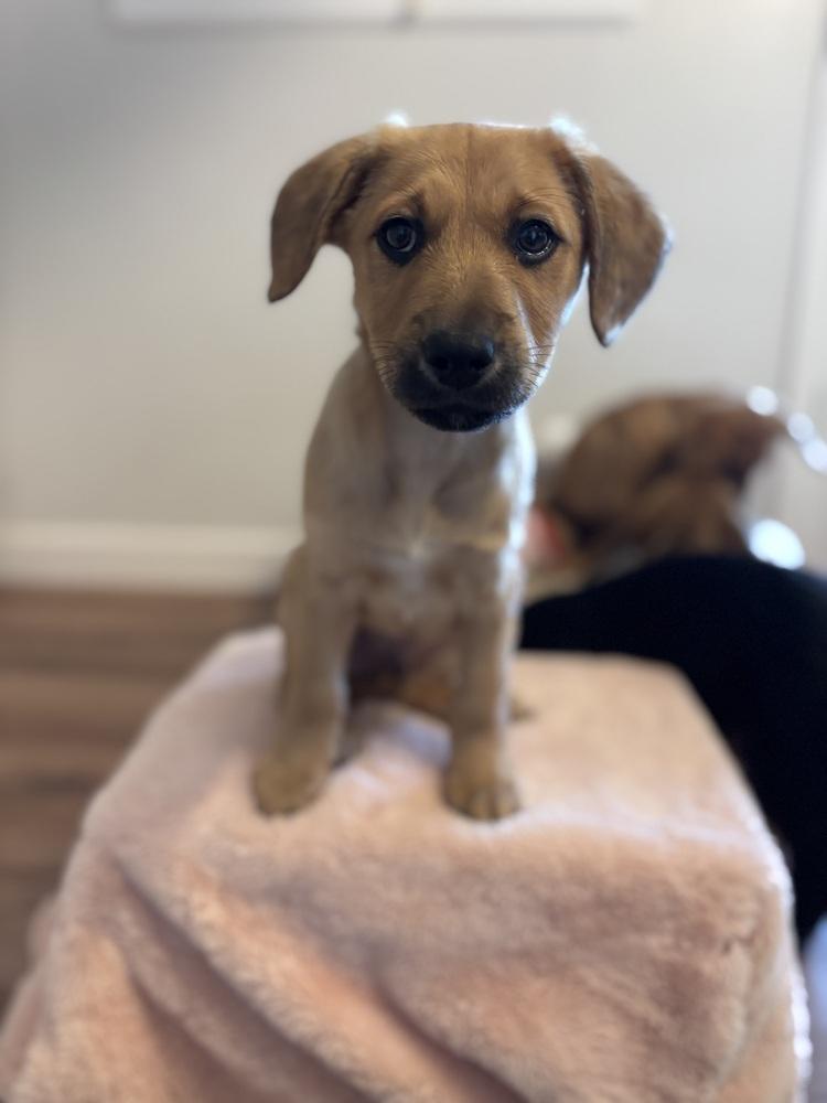 Gill, Adoptable, Puppy Male Mixed Breed.