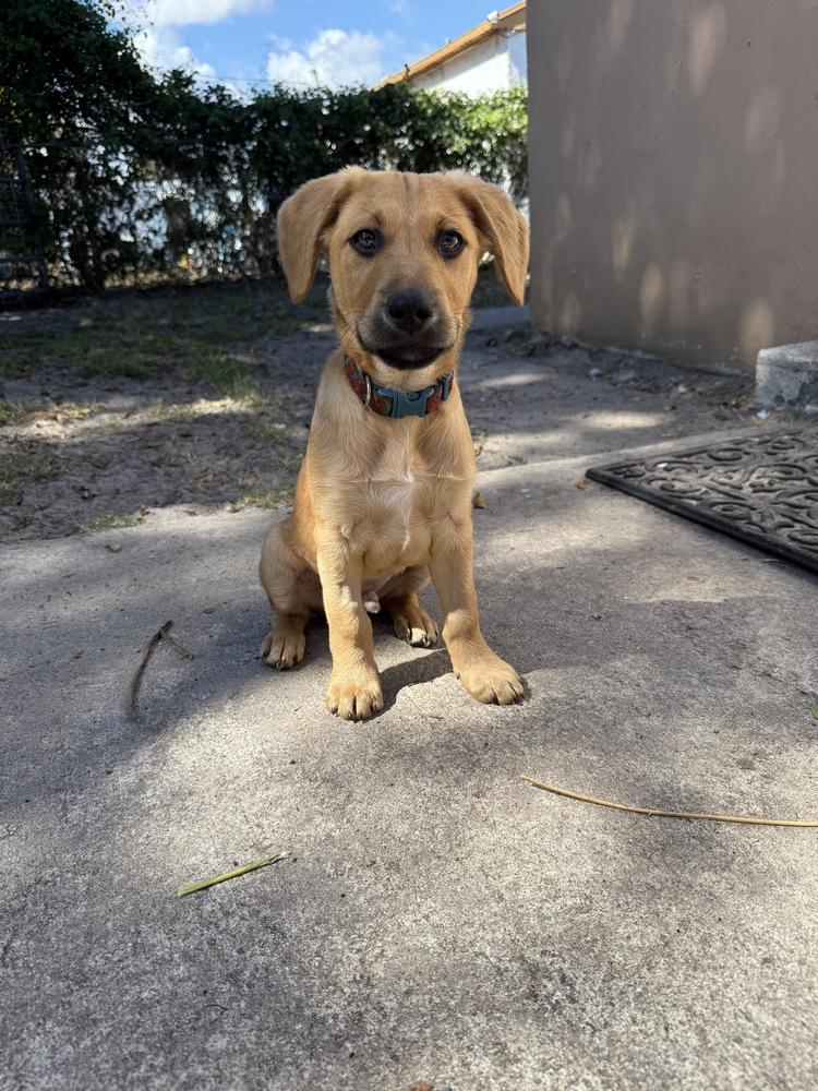 Enlarge Gill, a Adoptable mixed breed in West Palm Beach, FL image 3/3
